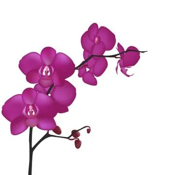 Orchid Stock Illustration
