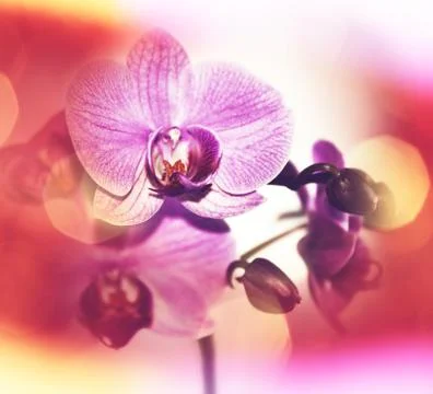 Orchid Stock Illustration