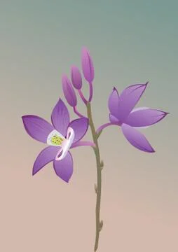 Orchid Stock-Illustration