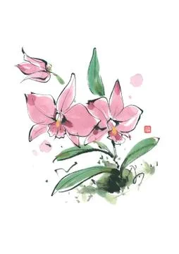 Orchid Stock Illustration