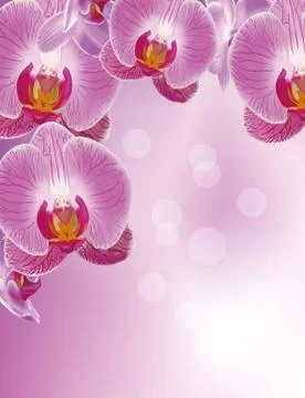 Orchid Stock Illustration