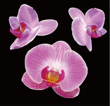 Orchid Stock Illustration