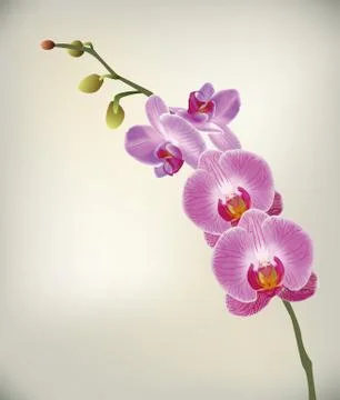 Orchid Stock Illustration