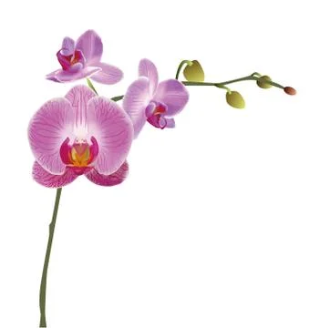 Orchid Illustrazione stock