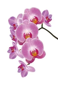 Orchid Stock Illustration