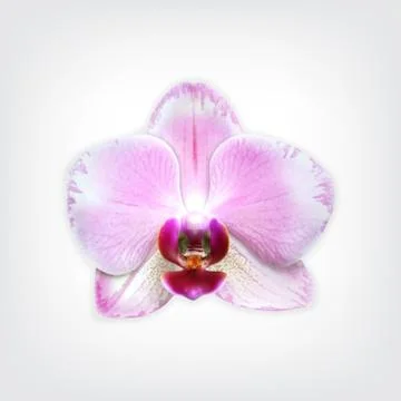 Orchid Stock Illustration