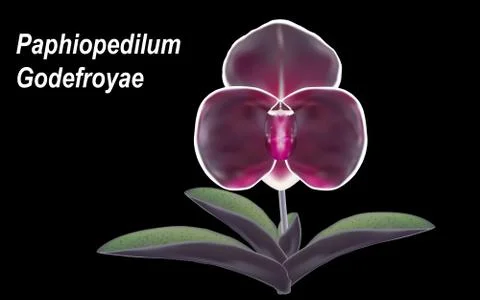 Orchid Stock Illustration