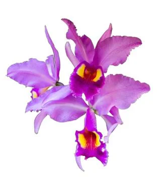 Orchid on isolate Stock Photos