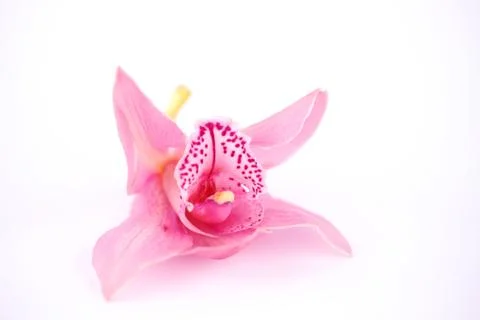 Orchid isolated Stock Photos