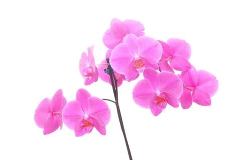 Orchid isolated Foto stock