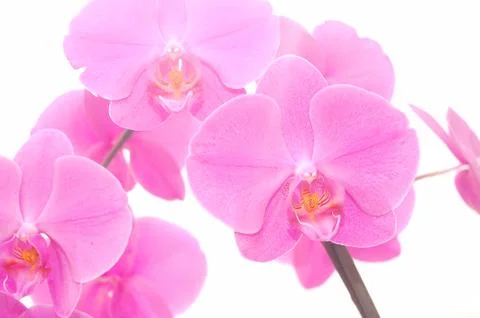 Orchid isolated Stock Photos
