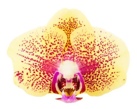 Orchid-isolated Stock Photos