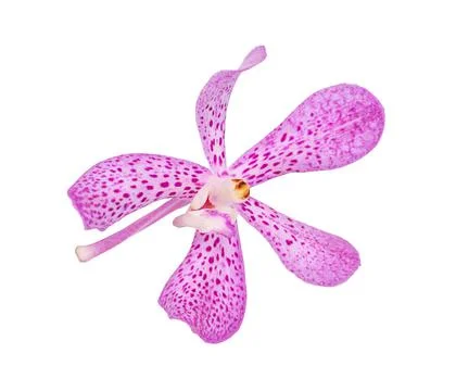 Orchid isolated Stock Photos