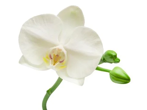 Orchid isolated on white background Foto stock