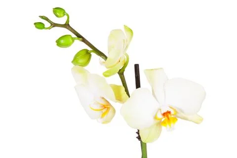 Orchid isolated on white background Stockfoto's