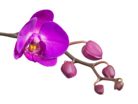 Orchid isolated on white Stock Photos