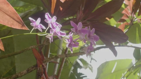 Orchid in the jungle Stock Footage 123241489