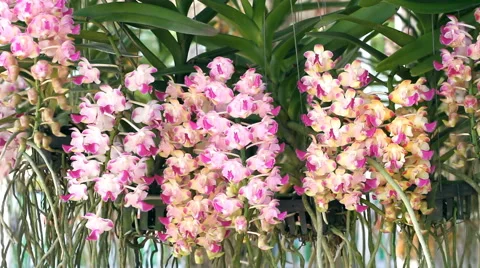 Orchid koki flowers Video stock 40207677