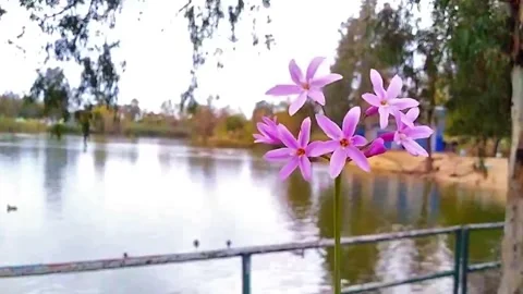Orchid by the lake Video stock 149952541