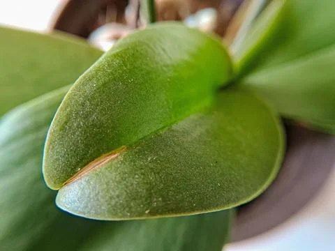 An orchid leaf, with the beginning of a degenerative process. Stock Photos