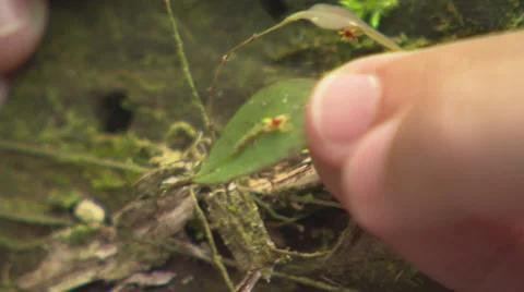 Orchid on a leaf Stock Footage 32592459