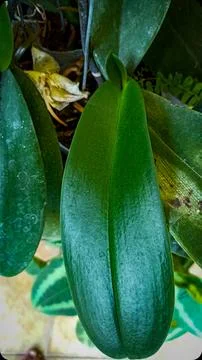 Orchid leaf Stock Photos