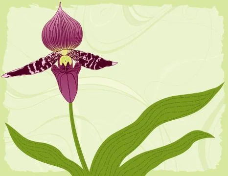 Orchid with leaves on a green background Illustration
