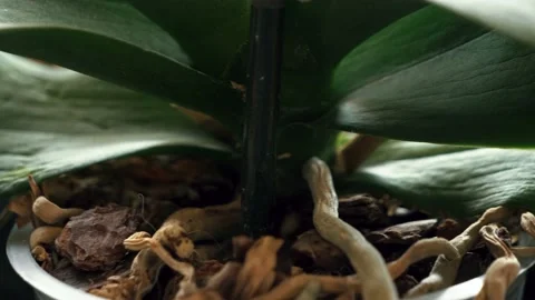 Orchid leaves in a pot Stock Footage 142510600