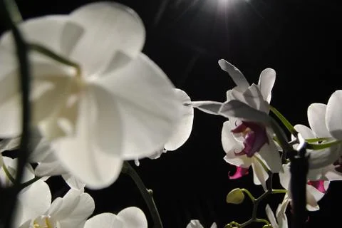 Orchid to light Stock Photos