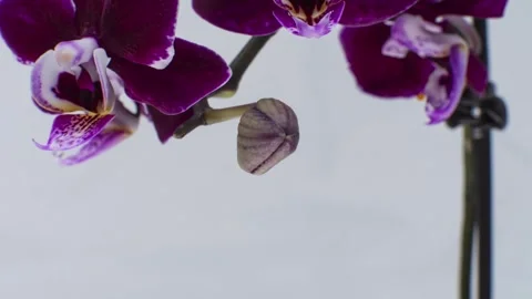 Orchid in the light of Time lapse 스톡 동영상 316946400