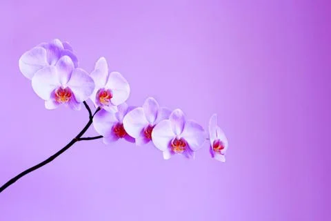 Orchid on the lilac background Stock Photos