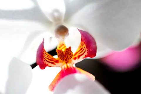 Orchid macro Stock Photos