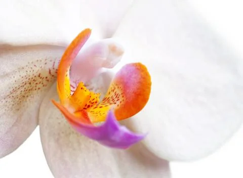 Orchid. Macro Stock Photos