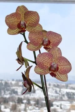 Orchid macro. Stock Photos