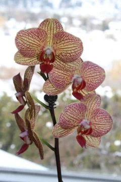 Orchid macro. Stock Photos