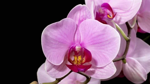Orchid macro timelapse on black Stock Footage 130503215