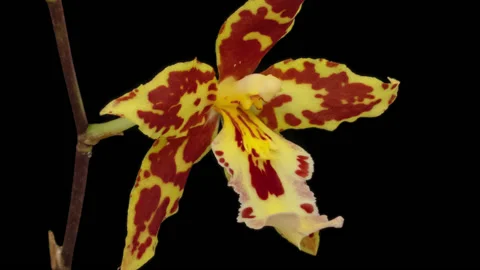 Orchid macro timelapse on black Stock Footage 231252819