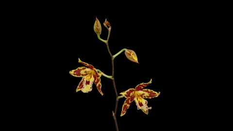 Orchid macro timelapse on black Stock Footage 262353604