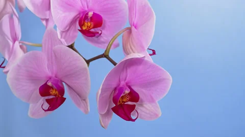Orchid macro timelapse on blue Stock Footage 135646540