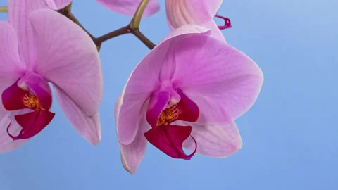 Orchid macro timelapse on blue Stock Footage 151921906
