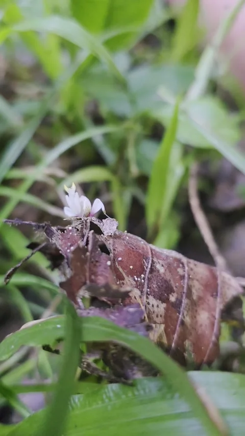 Orchid Mantis Extreme Close-Up on Forest Leaf, Macro Stock Footage 345375246