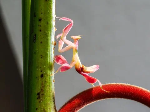 Orchid mantis walking on the leaf and flower Stockfoto's