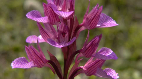 Orchid in the Meadow Video stock 37244024