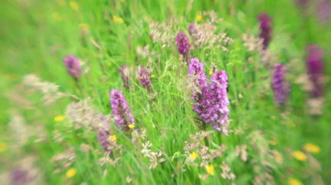 Orchid meadow Video stock 63742939