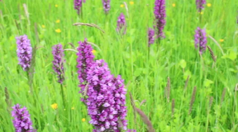 Orchid meadow Stock Footage 63745354