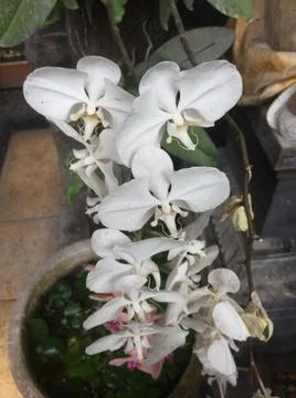Orchid moon Foto stock