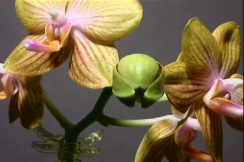 Orchid mothstriped2 Video stock 872444