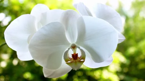Orchid on the nature Stock Footage 8568126