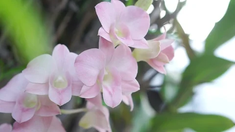 Orchid nature pond5 스톡 동영상 89933697