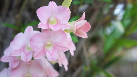 Orchid nature2 pond5 스톡 동영상 89934199